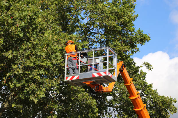 Best Tree Planting  in Dilworth, MN