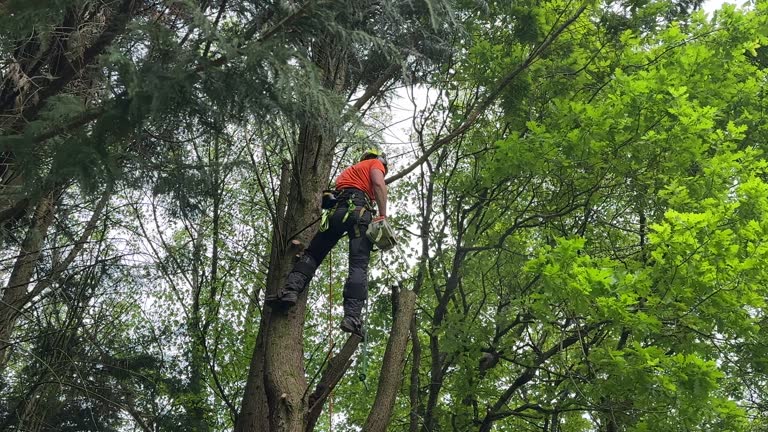 Best Tree Preservation Services  in Dilworth, MN