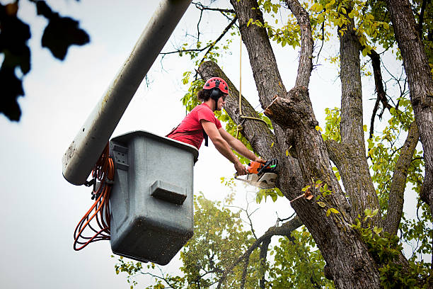 Best Fruit Tree Pruning  in Dilworth, MN