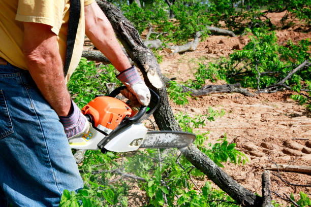 Best Tree Cabling and Bracing  in Dilworth, MN